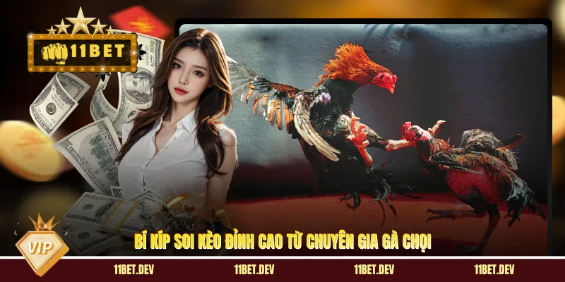 Bí kíp soi kèo đỉnh cao từ chuyên gia gà chọi 