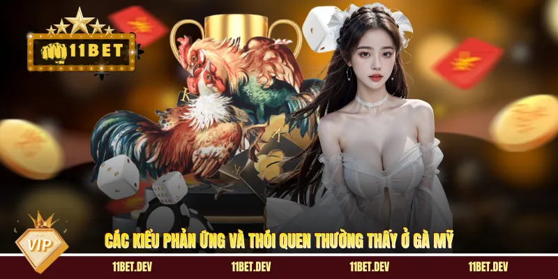 Các kiểu phản ứng và thói quen thường thấy ở gà Mỹ