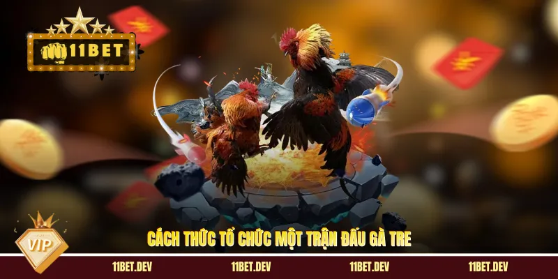 Cách thức tổ chức một trận đấu gà tre