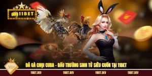 Đá Gà Chọi Cuba - Đấu Trường Sinh Tử Siêu Cuốn Tại 11BET