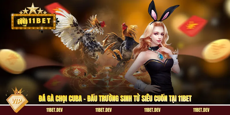 Đá Gà Chọi Cuba - Đấu Trường Sinh Tử Siêu Cuốn Tại 11BET