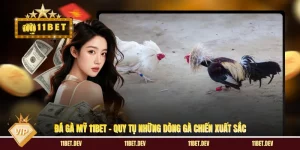 Đá Gà Mỹ 11BET - Quy Tụ Những Dòng Gà Chiến Xuất Sắc
