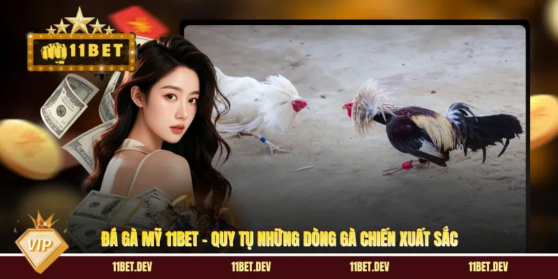 Đá Gà Mỹ 11BET - Quy Tụ Những Dòng Gà Chiến Xuất Sắc