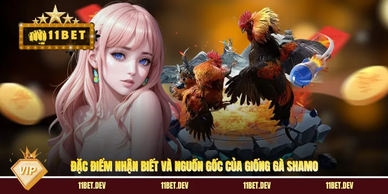 Đặc điểm nhận biết và nguồn gốc của giống gà Shamo