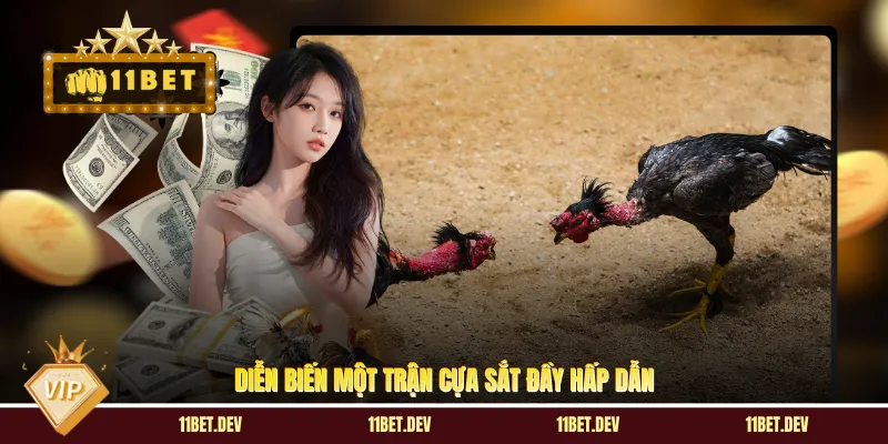 Diễn biến một trận cựa sắt đầy hấp dẫn 