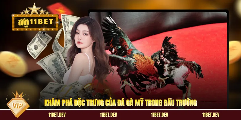 Khám phá đặc trưng của đá gà Mỹ trong đấu trường