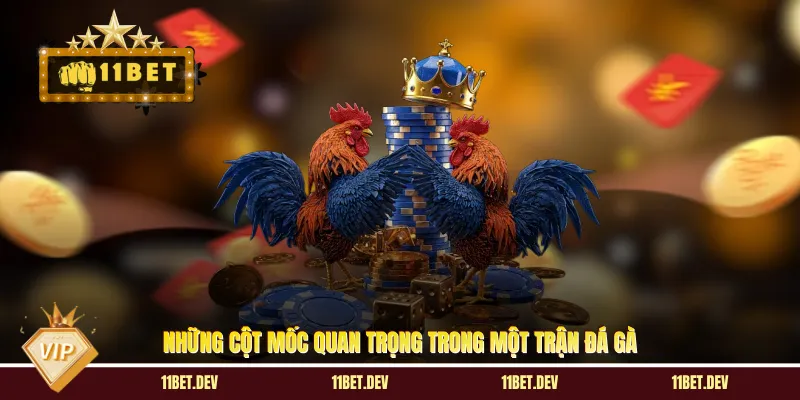 Những cột mốc quan trọng trong một trận đá gà