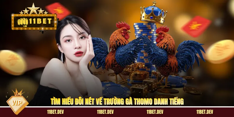 Tìm hiểu đôi nét về trường gà Thomo danh tiếng